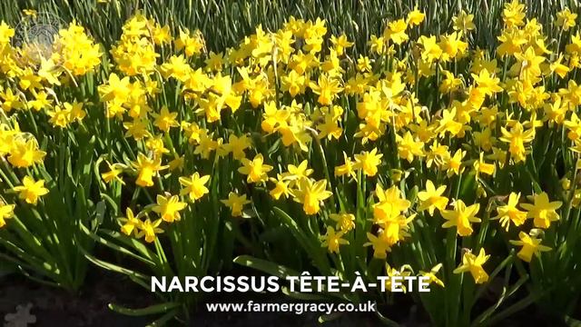 Narcissus 'Tête à Tête' - FarmerGracy.co.uk