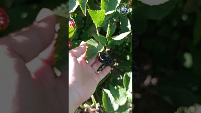 Как растет ежевика?