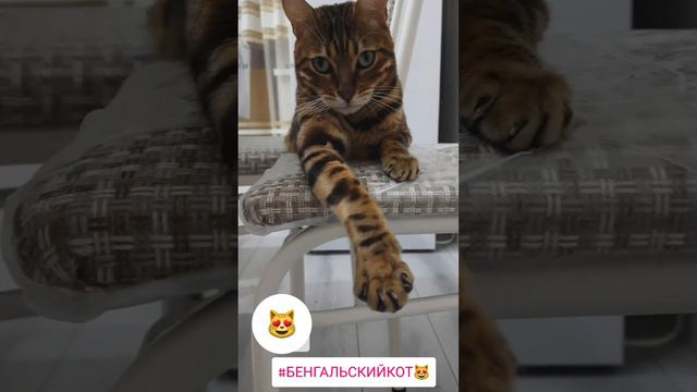 #бенгальскийкот #бенгал #кот #смешноевидео #котики
