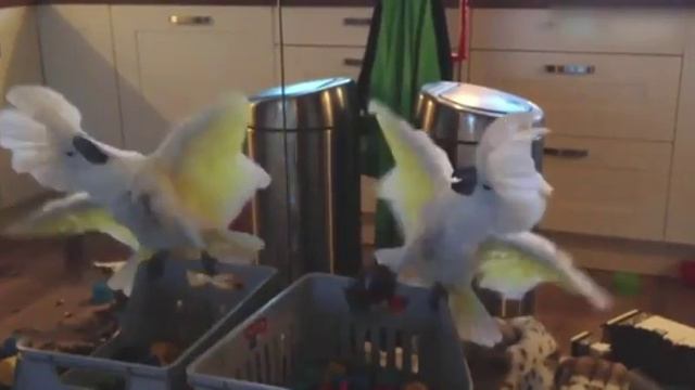 01 (1) Смотреть всем 18 01 2017