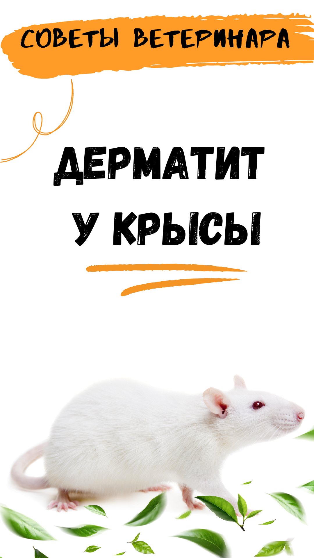 Дерматит у крысы. Симптомы, причины дерматита у крысы.