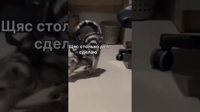 Что это, если не жиза?