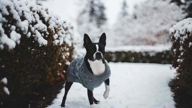 What are the 10 Most Common Boston Terrier Health Problems