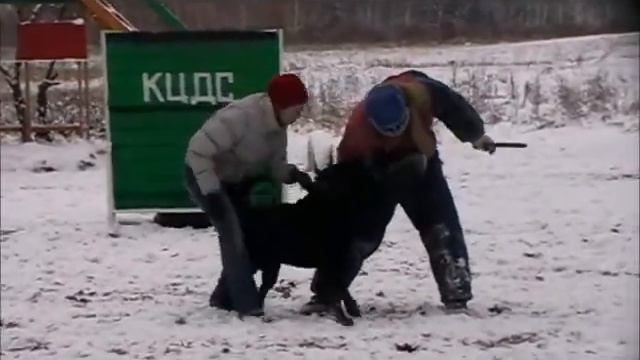 рр. Ротвейлер Кевин