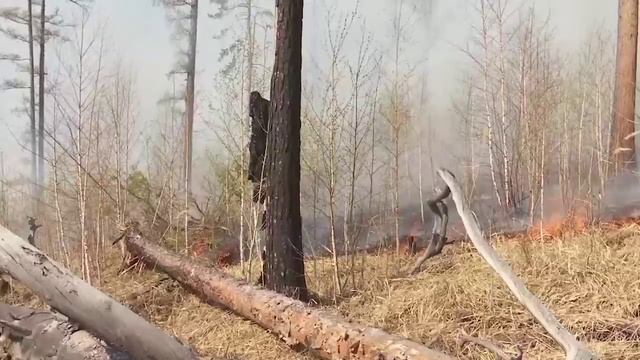 Новый пожар обнаружен сегодня в лесах Братского район