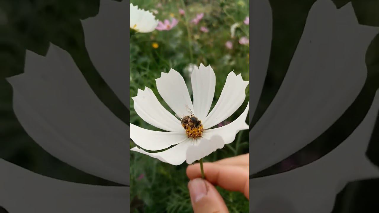 Пчёлка собирает нектар