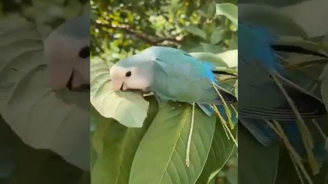 🦜  Попугай-неразлучник собирает материал для гнезда