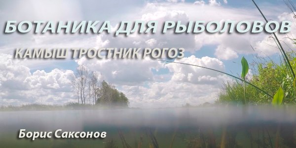Ботаника для рыболовов. 
Камыш, рогоз или тростник?