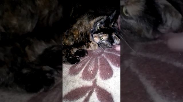 Милая кошка Ксюша зевает и выделывается на диване.