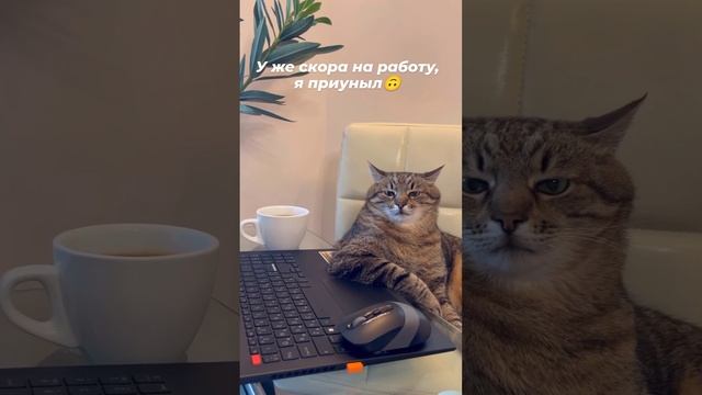VID_135670423_130821_736.mp4