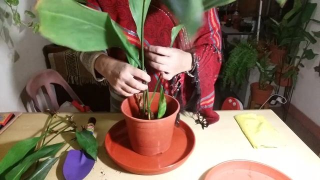 Aspidistra elatior . La conseguí!!  Planta ornamental. #plantadeinterior #aspidistra #hojasverdes