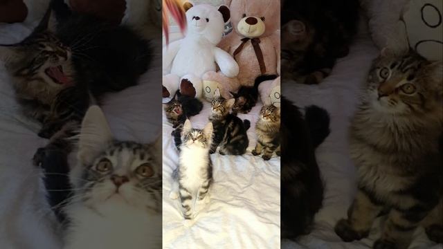 Мейн Кун малыши
