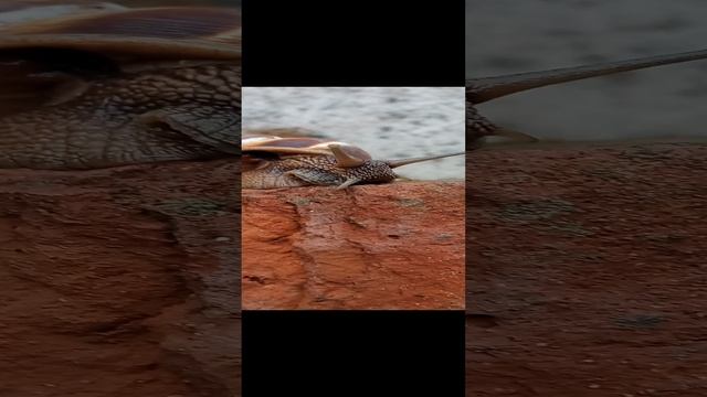 VID_20230531_190331.mp4
