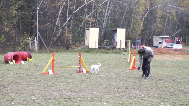 Аджилити.  Кубок КЦ Ясенево 22.10. 2016
