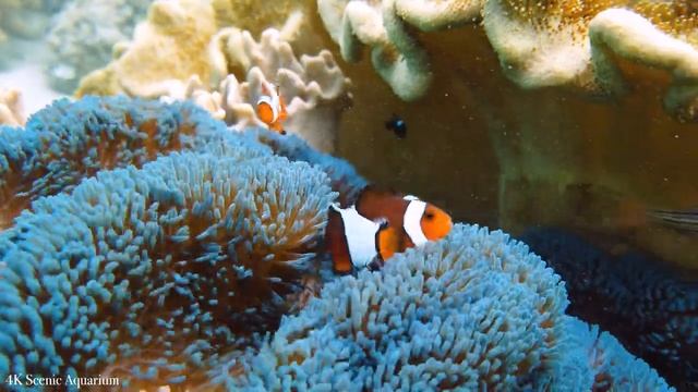 Aquarium 4K VIDEO (ULTRA HD) - Sea Animals With Relaxing Music - Rare & Colorful Sea Life Video #5