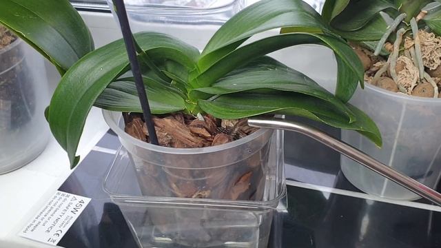 Полить орхидеи цветущие удобрением / Длительное цветение орхидей