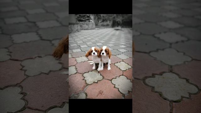 Кавалер кинг чарльз - счастье!