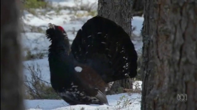 Scottish Highlands ecosystem