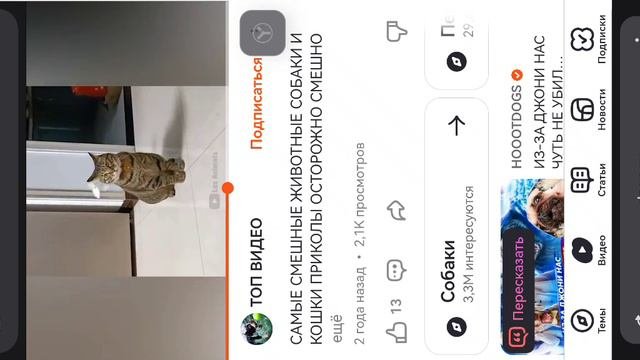 СМЕШНЫЕ ВИДЕО ПРО СОБАК И КОШЕК
