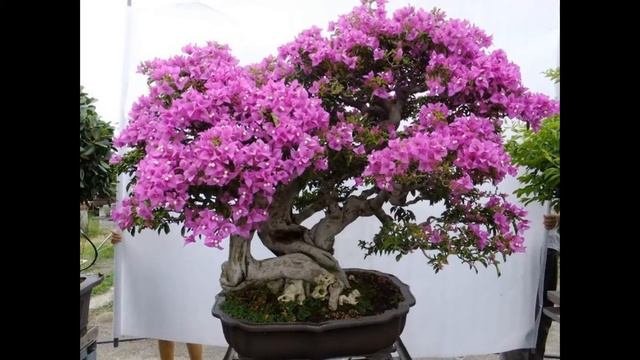 Purple Bougainvillea Spectabilis Willd Flowering Bonsai Tree