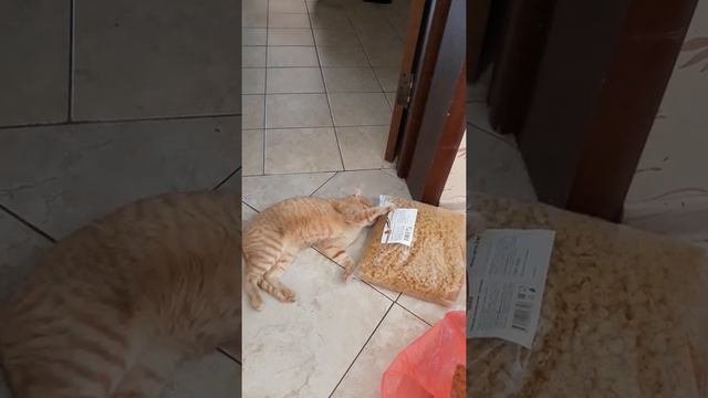 Странное поведение кошки.