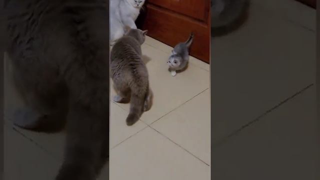 Нельзя маленьких обижать #shorts