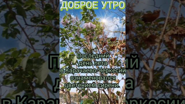 Доброе утро!Последний день лета в Карачаево-Черкессии ознаменовался цветением сирени. Всем.Мира во в