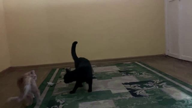 Коты Бората, а ну угомонитесь!