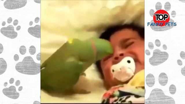 КОТЯТА и ЩЕНКИ, МАЛЫШИ, Приколы 2019, ТОП СМЕШНЫХ ВИДЕО С КОТАМИ/Смешные животные/Смешные кошки #12