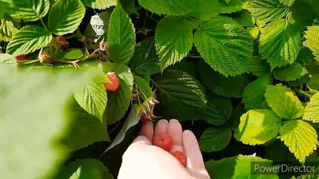 Уже Пытается сесть //не сдержала обещание //не ответственный продавец//Темрюк