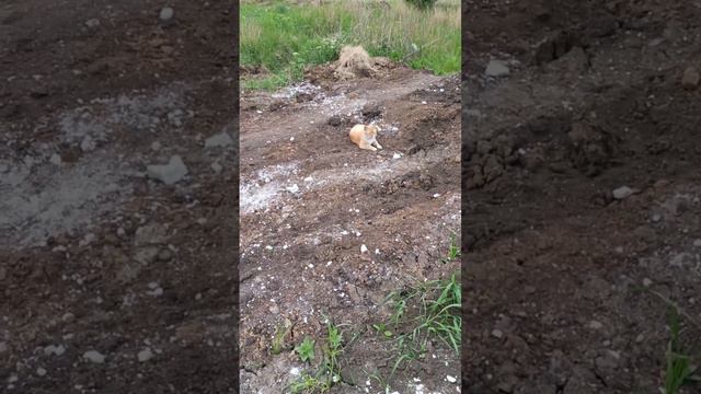 Рыжик посреди грязи