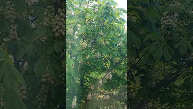 Каштаны цветут, цветы, плодовое дерево, из окна