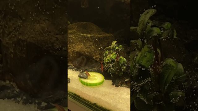 Корм для аквариумных рыбок и креветок.