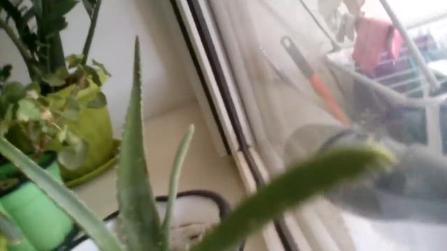 Желания челендж играю с Баяным кушаем пачку Skittles крутим спиннер трогаем растения и другое