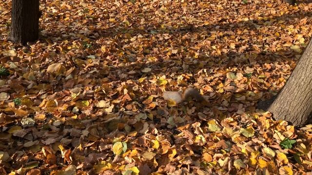 Любопытная белка в Нескучном саду, Москва, октябрь 2018
