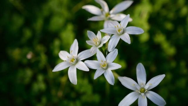 Il fiore di Bach Star of Bethlehem - Stella di Betlemme
