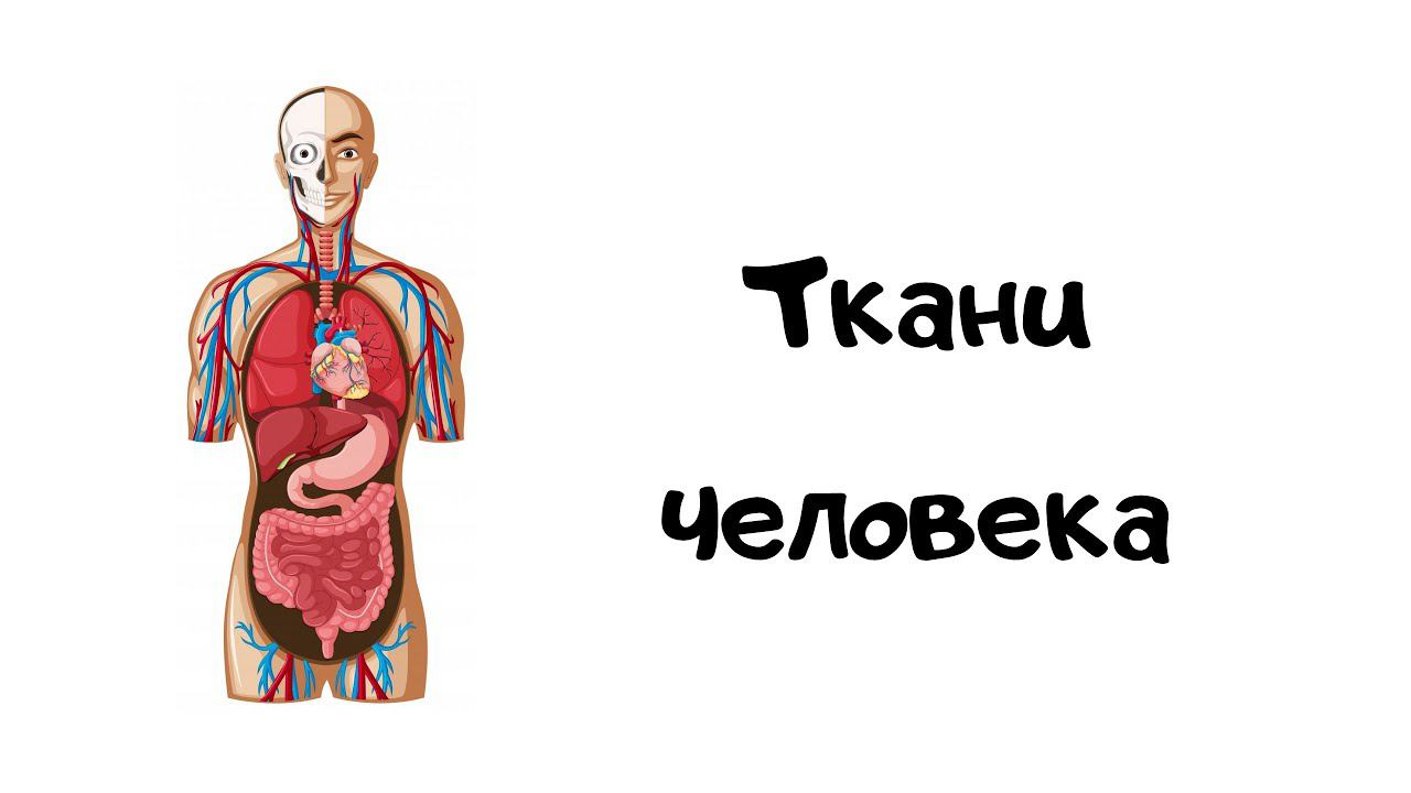 Ткани человека. Эпителиальная, соединительная, мышечная, нервная