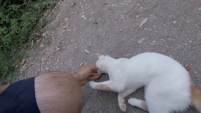 Ласковый кот / Affectionate cat