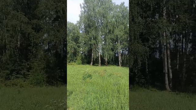 Водоем Челюскинский лес