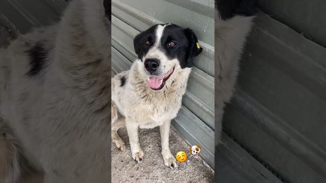 Когда тебя действительно рады видеть !!! 🐶☺️ #улыбка #собака #2023