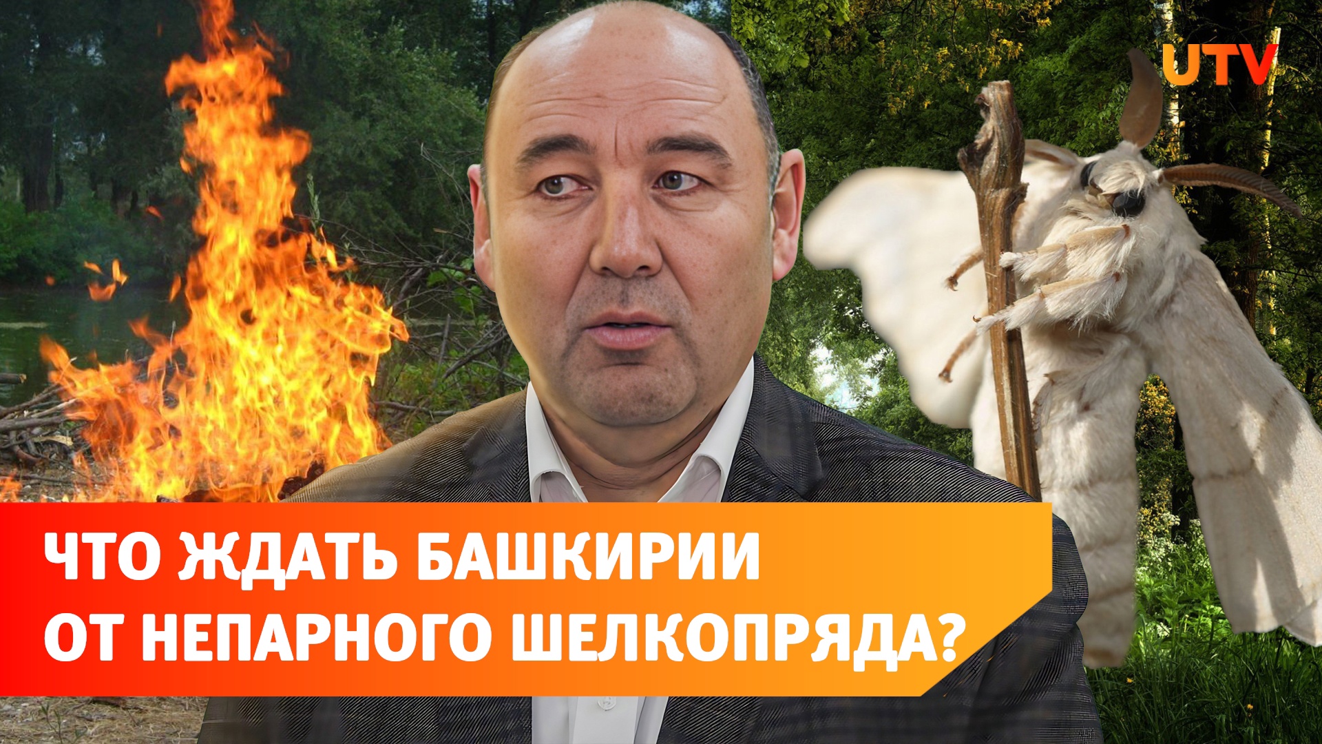 Ждет ли Башкирию нашествие шелкопряда? Отвечают эксперты