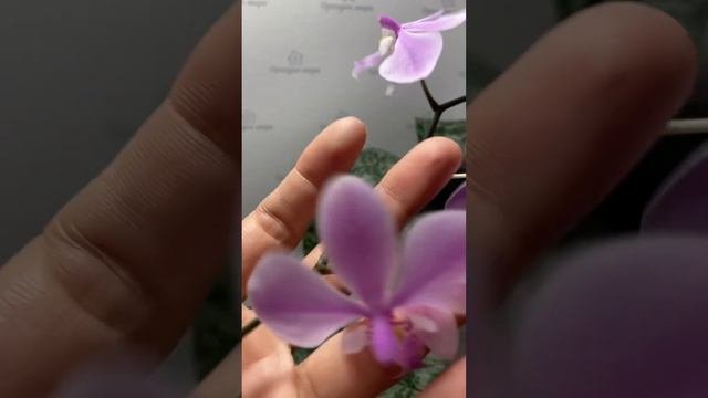 Орхідея фаленопсис Phal. Schilleriana TKB та Phal. Schilleriana х sib порівняння сортiв