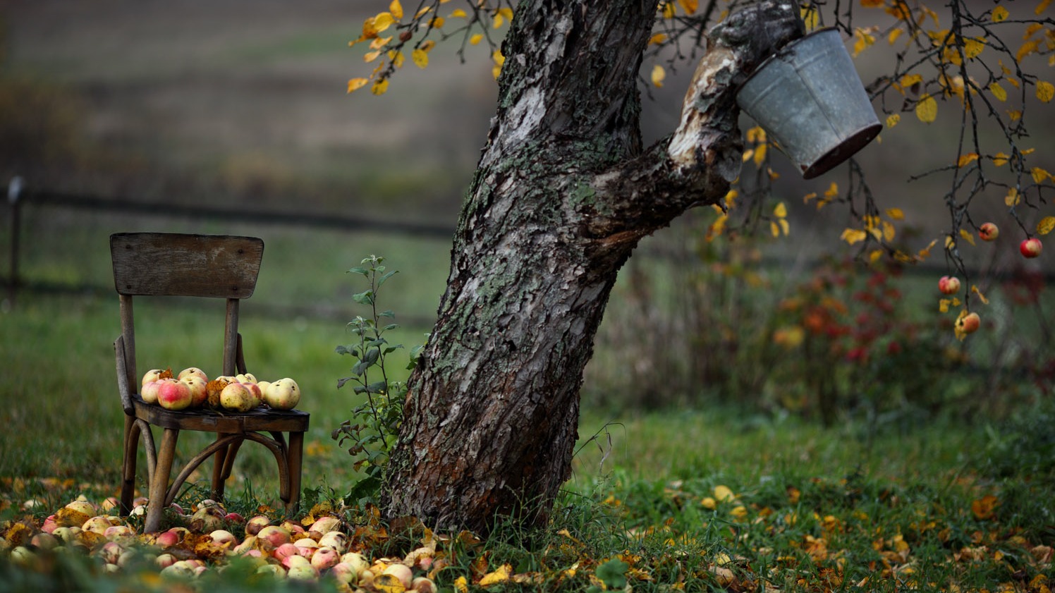Скамейка под яблоней в саду