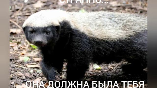 "МЕДОЕД ПРОТИВ СВОЕГО ДВОЙНИКА ИЗ БУДУЩЕГО" (ПРИКОЛЫ С МЕДОЕДОМ)