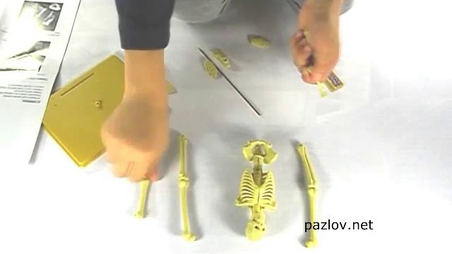 Скелет человека 3D конструктор.