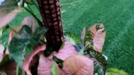 Syngonium Pink Flecked | Syurga Daun | Malaysia