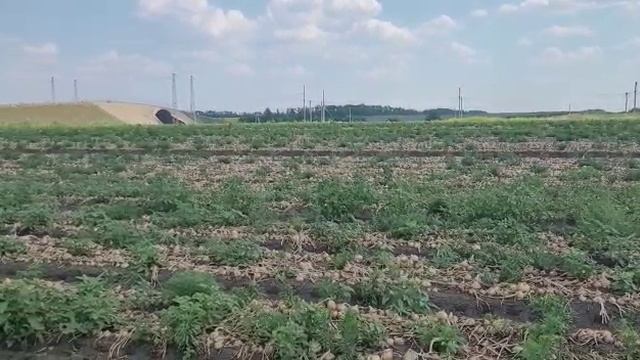 Лук от производителя.  Сбор урожая лука.