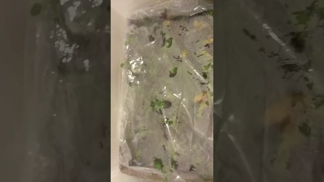 Моя рассада и черенкование