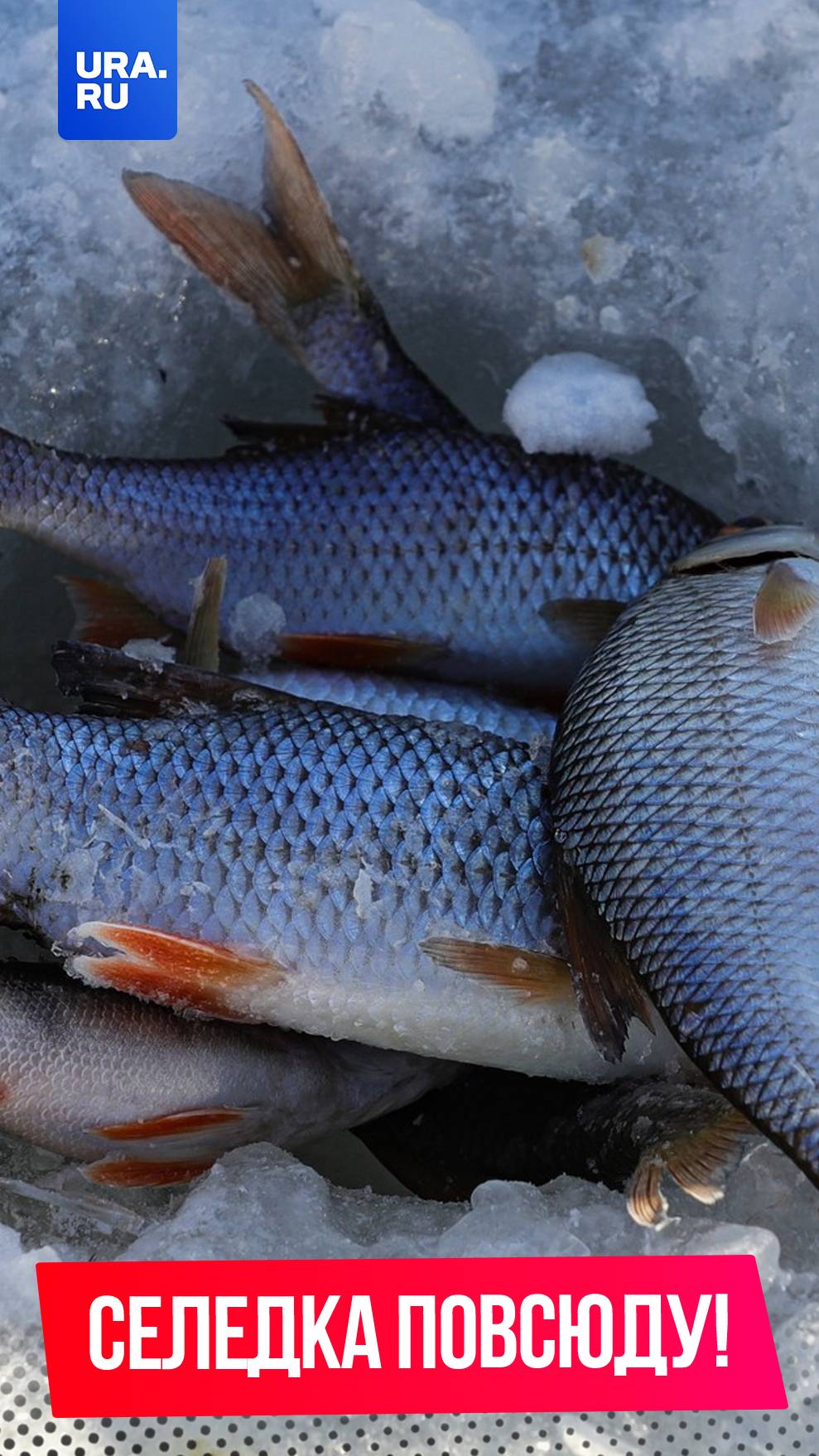 «Это по-любому селедка»: жители Сахалина собирают рыбу ведрами