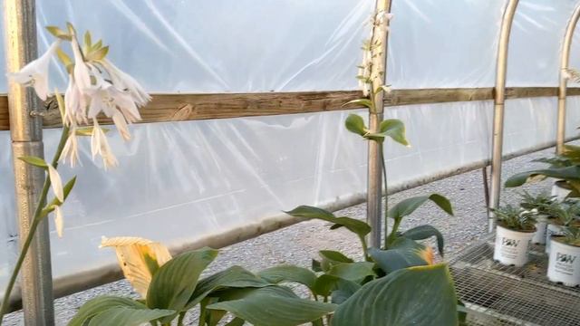 What's in Bloom at Netta's in mid-June.